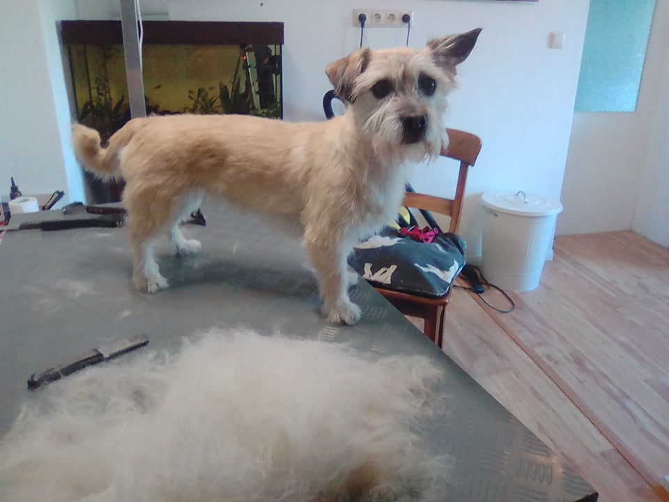 70711897_1350586751762859_1863982456042946560_n